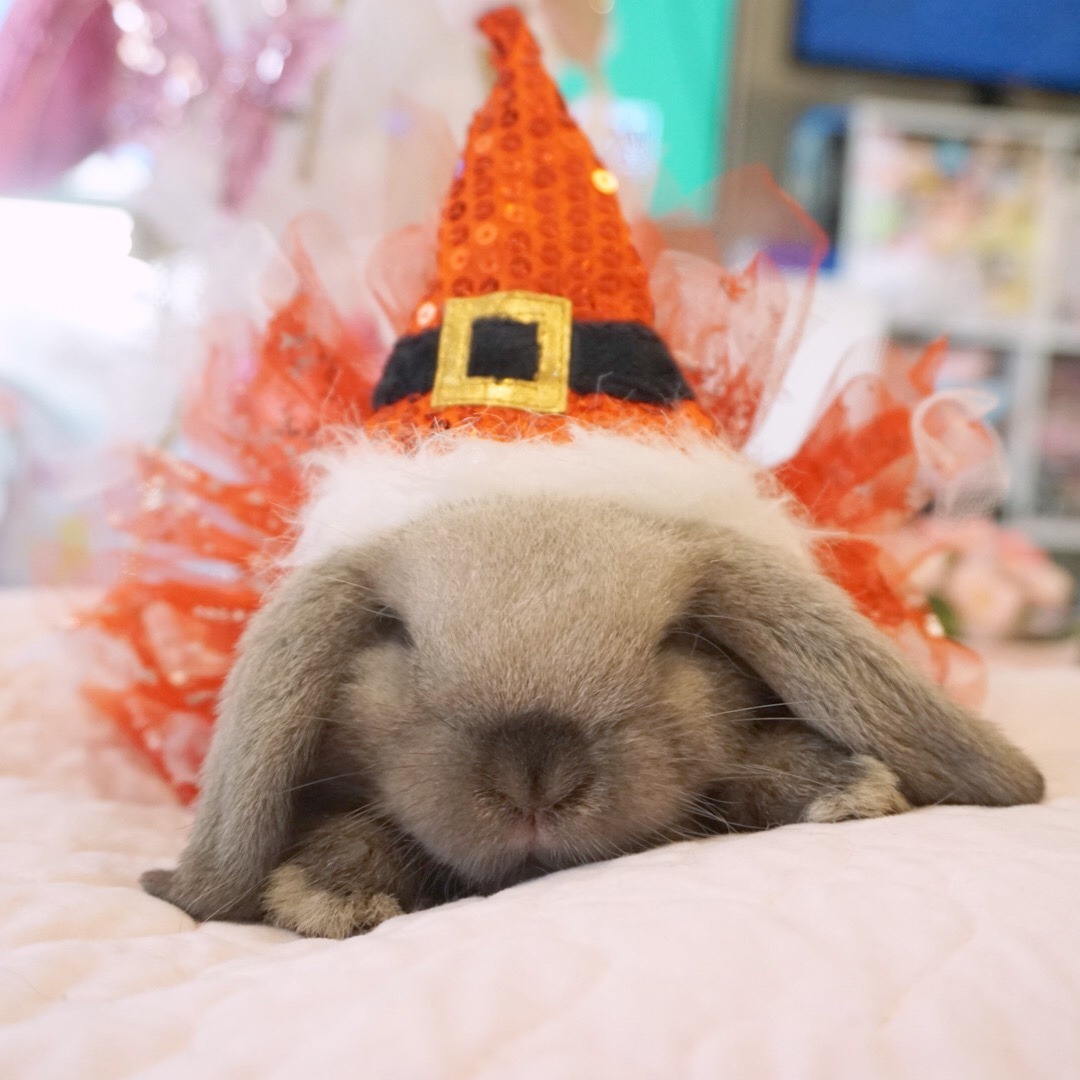 momotokio:  Santa bun knows if you have been naughty or nice! Happy holidays from