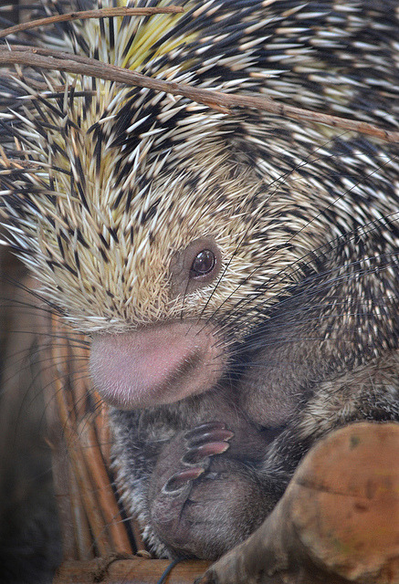 Prickly By Ion Moe