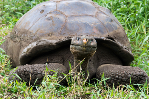 Galapagos Islands, Ecuador, June 2021