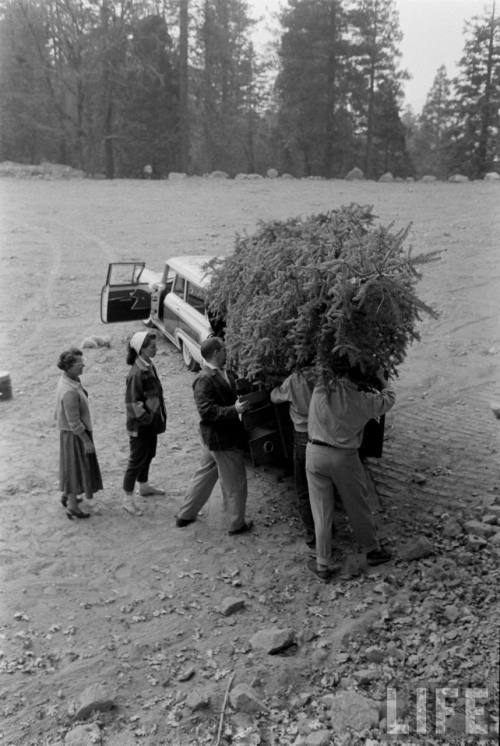 Getting the Christmas tree into the station wagon(Ralph Crane. 1956?)