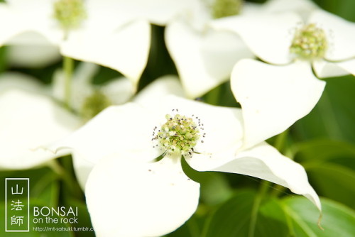 mt-satsuki - 山法師（ヤマボウシ）Kousa dogwood (Japanese...