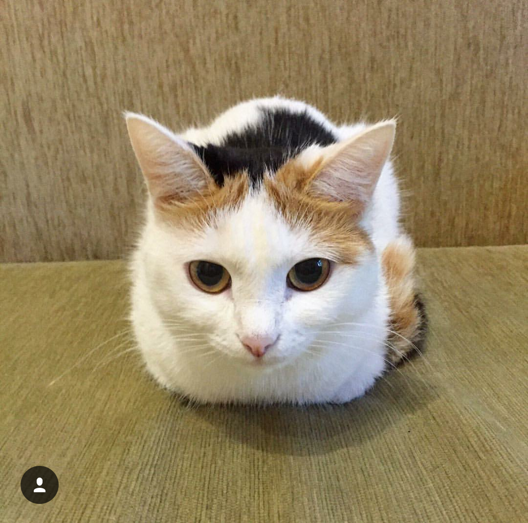 Some of my favorite Anfisa (aka Angry Cat No... -