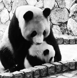 everythingiever:  pandasgifs:   Panda Baby and her Mom x  I’ve always been a little confused about why animals get to carry things around in their mouths, but humans can’t. Am I not good enough to move things with my face?? Josh, you’re first. 