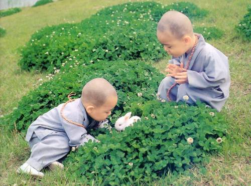 gutsanduppercuts:  Shaolin babies? Yep, Shaolin adult photos