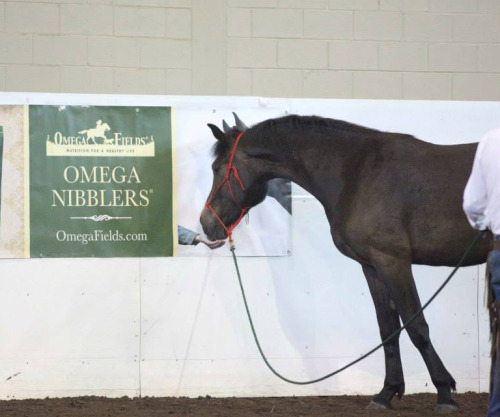 greyhorsephoto: Finn at a clinic, being disappointed that the horse in the poster gets all the treat