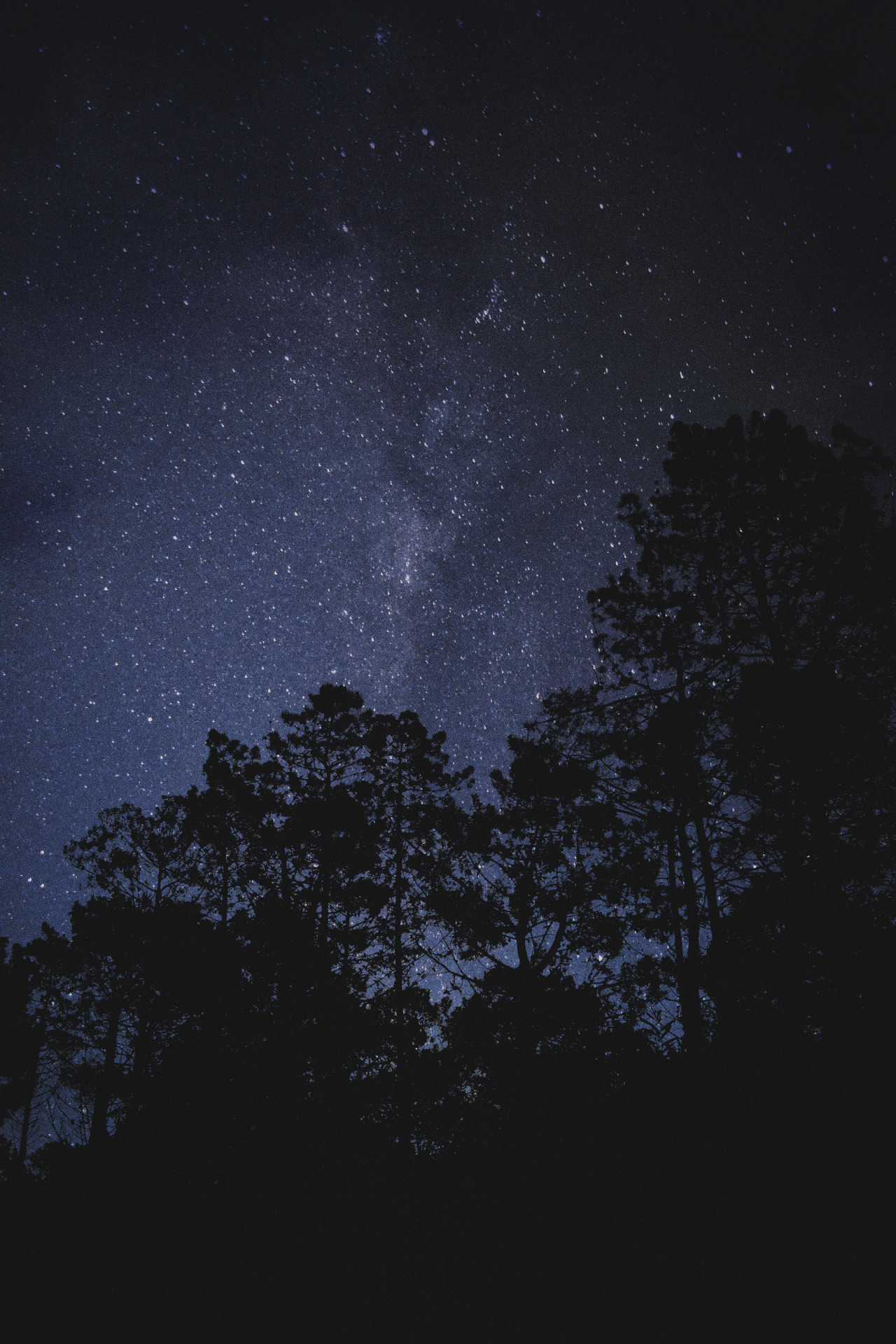 matialonsorphoto:  trees and stars