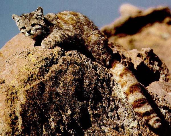 magicalnaturetour:  Andean Mountain Cat ~ Andean cats are found in arid and semi-arid