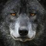 wolvesphoto:  Female grey wolf on the west adult photos