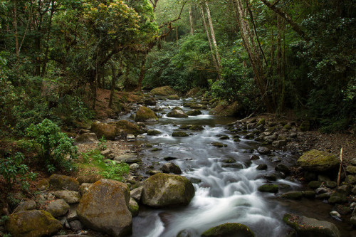 Costa Rica cloud forest by Corey Hayes on Flickr.