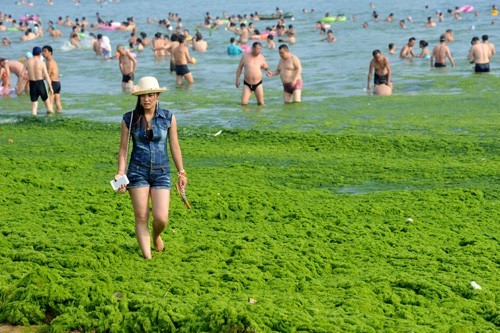 While most algae are small — microscopic even — when they swarm they are among nature’s grandest spectacles. To prove it, here’s our list of some of the world’s most wondrous, colorful, bizarre (and occasionally dangerous) algal blooms.
5 bizarre...