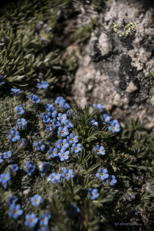 The Blue Eyes of Alpine Forget-me-not (Myosotis sp.) charm from within granitic boulders: Beartooth 