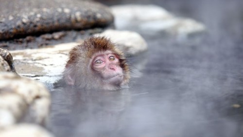 Fonte www.pocketfullofgrace.com 1632689 Japanese macaque__2Posted tinamotta.tumblr.com