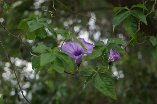 mermaidmelodiess: Pretty flowers growing in the forest 