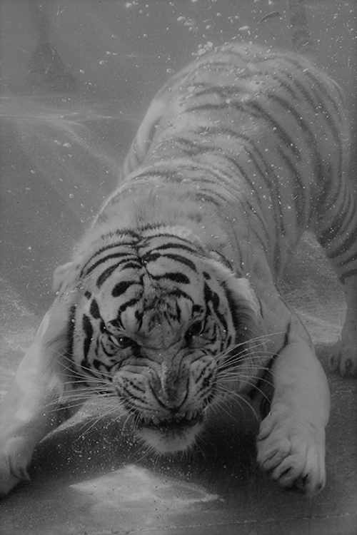 p-o-l-o:.