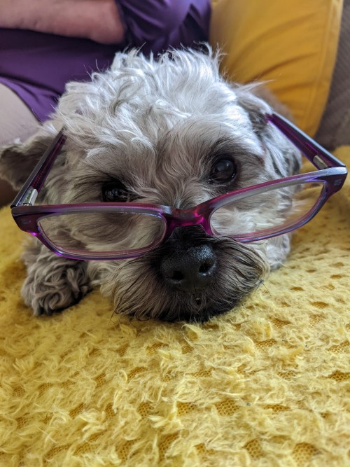 My Pupper Has Business To Attend To