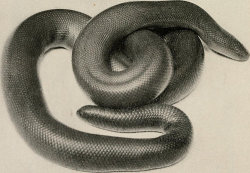 historicalbookimages:page 315 of “The reptile book; a comprehensive popularised work on the structure and habits of the turtles, tortoises, crocodilians, lizards and snakes which inhabit the United States and northern Mexico”  (1915)