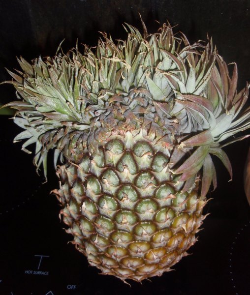 biodiverseed: If a pineapple inflorescence is exposed to excessive heat or excessive