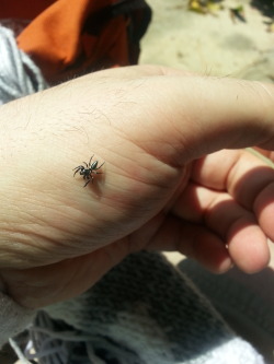 smilelikelightning:  yourscientistfriend:  textiles:  I may have taught this spider to knit. I was finishing the last 20 rows at the park, when this little spider wandered over to me, It climbed up my knitting bag, and walked all up and down the piece,