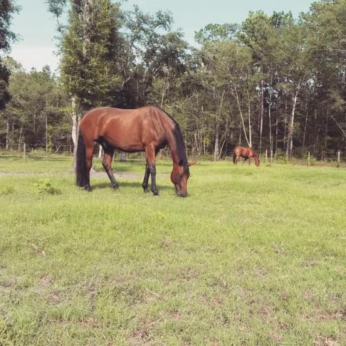 Not many things better than enjoying some horses (and one lil donk) out in the pasture. I love turni