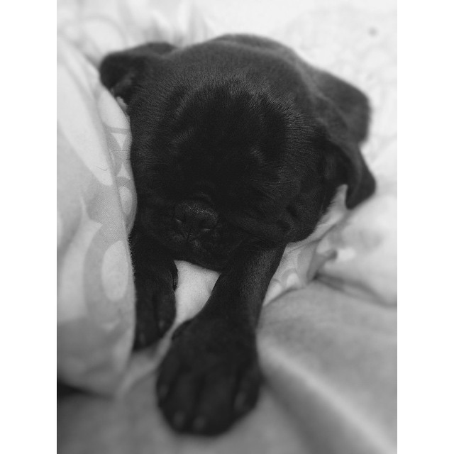 ilovepugs4ever:  Follow Dog Quotes. 