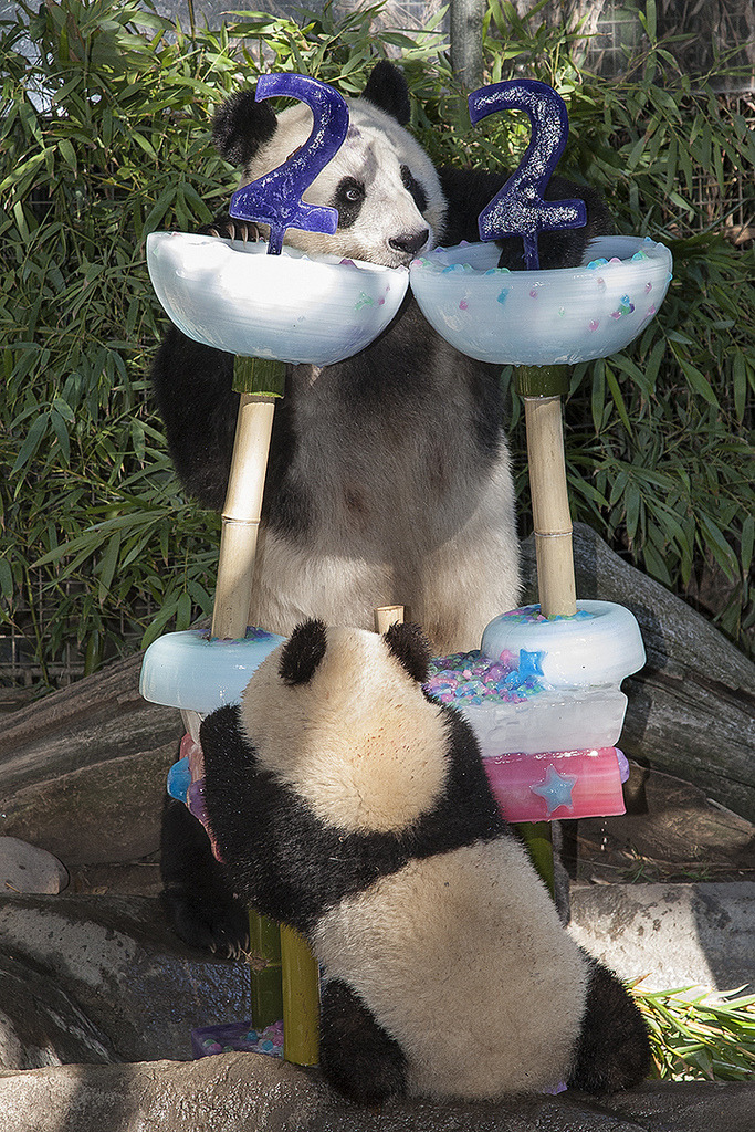 giantpandaphotos:  Bai Yun celebrated her 22nd birthday at the San Diego Zoo in California,