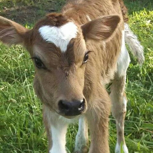 spacelesbians:love is stored in the cow!