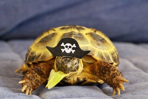 thewhimsyturtle:ARRRRRR!!!  It be International Talk Like a Pirate Day!  Watch ou’, 