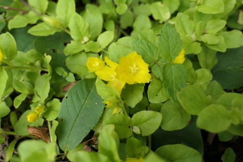 Lysimachia nummularia — moneywort a.k.a. creeping jenny