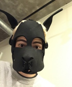 apollothepup:  Arf! Hello tumblr, my name’s Apollo! I’m a Chicago based pup new to the scene, ready to meet lots of people and share my experiences online! Puppy loves to play…