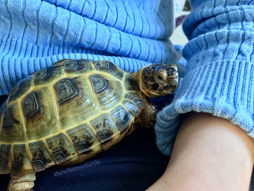 Lap tortoise duty may look like an easy job of snuggling, but there is a lot of hard work watching e