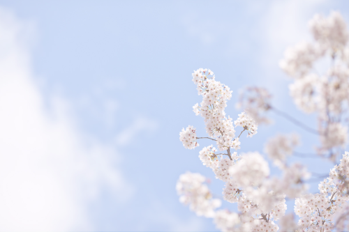 milkuei:. sakura by linton
