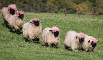 XXX lionfloss:lionfloss:The Swiss Valais Blacknose photo