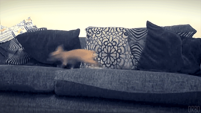 instructor144:  orbo-gifs:  Post Bathtime Zoomies   This is how my little dawg gets