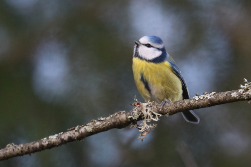 Birds in my garden. Blue tit/blåmes, Willow tit/talltita, Great tit/talgoxe, Nuthatch/nötväcka and C