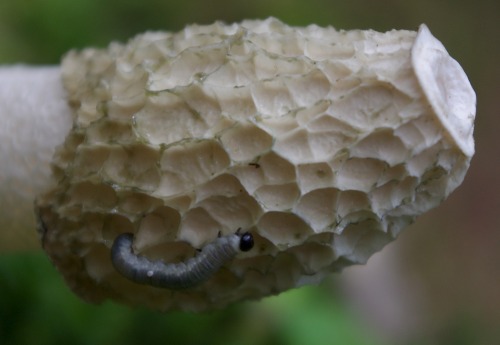 Phallus impudicus - the stinkhorn. The stinky, grey spore-mass - the gleba - attracts flies which wi