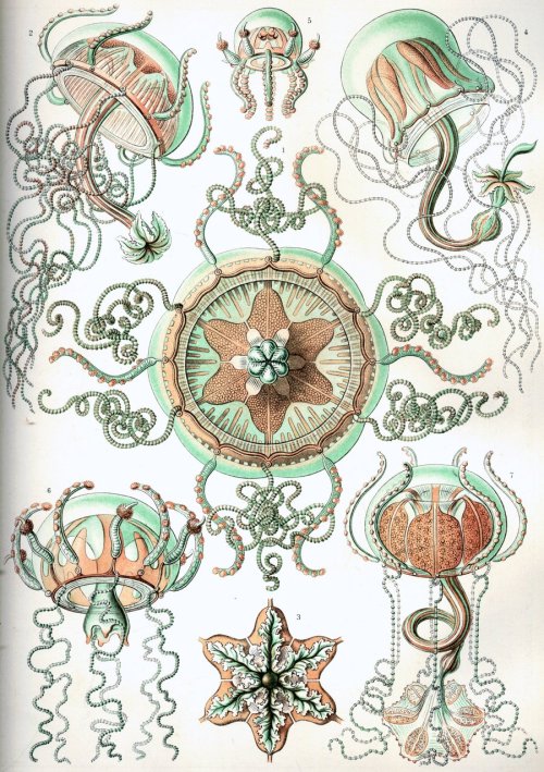 earth-2-erika:The Manchester Museum&rsquo;s shop has this cool book of artwork by Ernst Haeckel.