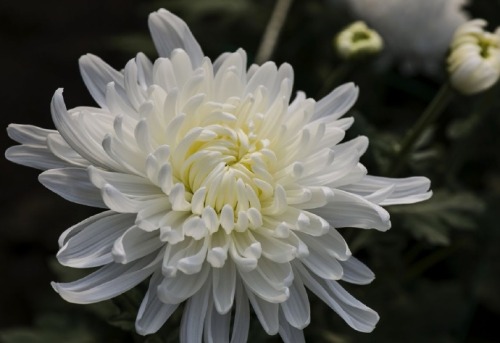 flower for qingming festival in china