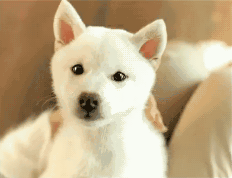 guardians-of-the-food: March 23rd is National Puppy Day! DON’T WORRY I DON’T HAVE RECIPE