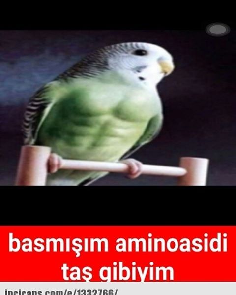 Basmışım aminoasidi taş gibiyim