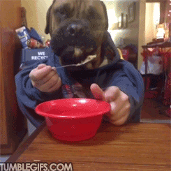 premium-gifs:  Dog eating like a human. 
