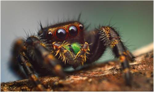 Immature Phidippus