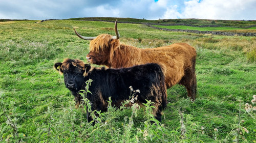 Danby Dale - Highland Cattle by Yorkshire Lad - Paul T The Highland is a Scottish breed of rustic ca