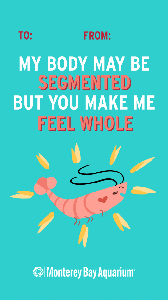 A “To: From:” Valentine’s Day card featuring an adorably illustrated shrimp that's bursting with joy stating “My body may be segmented but you make me feel whole” with the Monterey Bay Aquarium Logo below. Card is teal, lettering and shrimp are shades of pink.