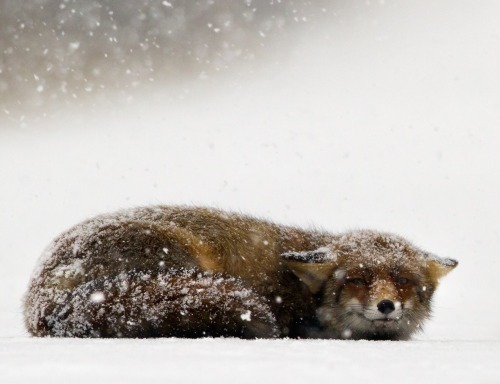 beautiful-wildlife:
“ Snow is falling on me by Menno Schaefer
”