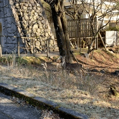 しか Explore Tumblr Posts And Blogs Tumgir