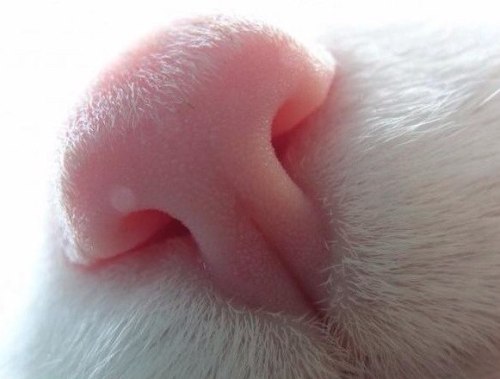 kittehkats:Terrific Snifferskitty noses