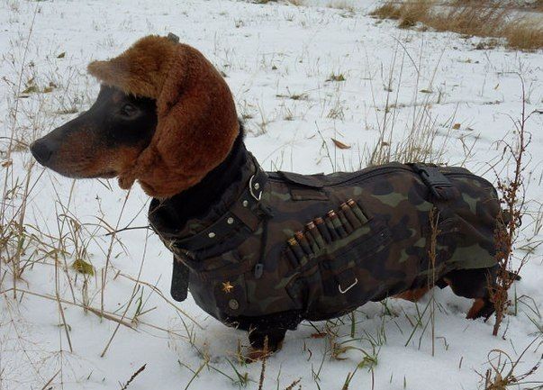 awwww-cute:Ssshhhh