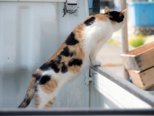 前方確認ヨーシ。後方確認ヨーシ。ヒャッハー、ハコ乗りサイコー！He seemed to be doing a safety check.