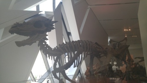 Ref Post 3! I Think That First One Might Be A Herrerasaurus. An Allosaurid Perhaps? Couple Of Angles