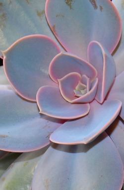 chronic-life:  Succulent sunset